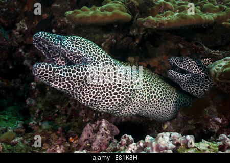 Geschnürt Muränen (Gymnothorax Favagineus), Golf von Oman, Oman Stockfoto