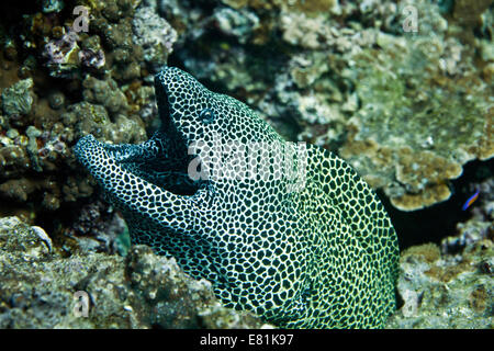 Geschnürt Muräne (Gymnothorax Favagineus), Golf von Oman, Oman Stockfoto