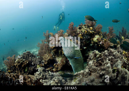 Taucher mit eine geschnürt Muräne (Gymnothorax Favagineus), Golf von Oman, Oman Stockfoto