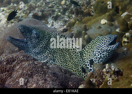 Geschnürt Muränen (Gymnothorax Favagineus), Golf von Oman, Oman Stockfoto