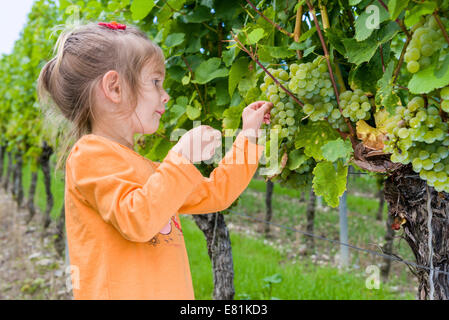 Mädchen essen Trauben im Weinberg, Würzburg, Bayern, Deutschland Stockfoto