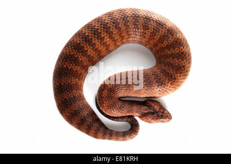 Tod-Kreuzotter (Acanthophis Antarcticus) Stockfoto