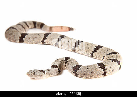 Felsen-Klapperschlange (Crotalus Lepidus) Stockfoto