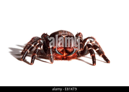 Sydney Funnel-Web Spider (Atrax Robustus) Stockfoto