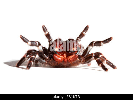 Sydney Funnel-Web Spider (Atrax Robustus) Stockfoto