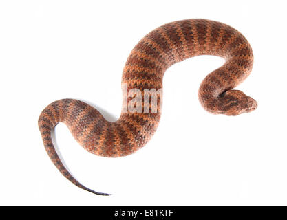 Tod-Kreuzotter (Acanthophis Antarcticus) Stockfoto