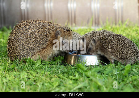 Igel (Erinaceus Europaeus), weibliche und junge Tiere, 4 Wochen Fütterung Fütterung Schüssel im Garten, Allgäu, Bayern Stockfoto