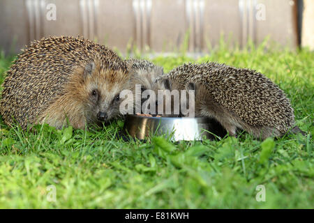 Igel (Erinaceus Europaeus), weibliche und junge Tiere, 4 Wochen Fütterung Fütterung Schüssel im Garten, Allgäu, Bayern Stockfoto