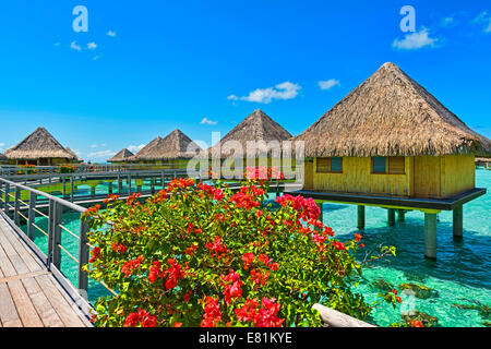 Blumen in voller Blüte bei den Wasserbungalows, Bora Bora, Französisch-Polynesien, Südsee, Ozeanien Stockfoto