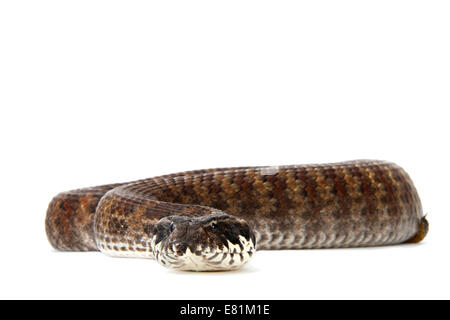 Gemeinsamen Death Adder (Acanthophis Antarcticus), morph Stockfoto