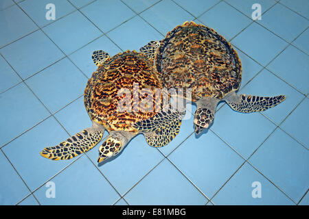 Zwei Sea Karettschildkröten (Eretmochelys Imbricata), ca. 2 Jahre, Deckstation, Bali, Indonesien Stockfoto