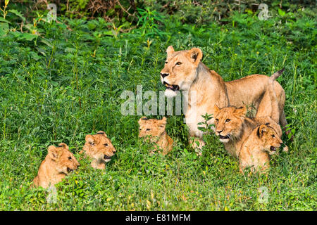 Löwin (Panthera Leo) mit ihren jungen, Ngorongoro Crater, Tansania Stockfoto