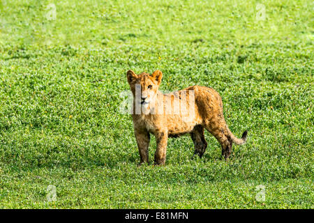 Löwe (Panthera Leo), Cub, Ngorongoro Krater, Tansania Stockfoto