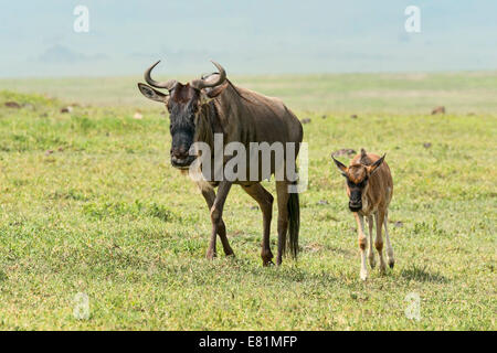 Blaue Gnus (Connochaetes Taurinus), Kuh mit Kalb, Ngorongoro Crater, Tansania Stockfoto