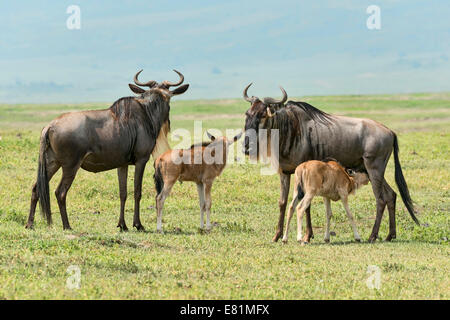 Blaue Gnus (Connochaetes Taurinus), Kühe mit Kälbern, Ngorongoro Crater, Tansania Stockfoto