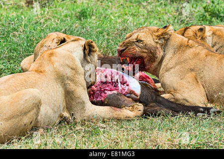 Löwen (Panthera Leo) Fütterung auf die Gejagte Beute, Ngorongoro Crater, Tansania Stockfoto