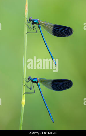 Banded Demoiselles (Calopteryx Splendens), zwei Männchen, Bulgarien Stockfoto