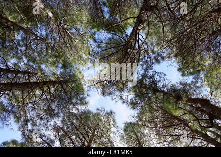 Pinienwald, Kanarischen Insel Kiefern (Pinus Canariensis), La Palma, Kanarische Inseln, Spanien Stockfoto