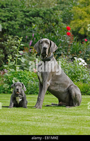 Deutsche Dogge sitzen im Garten, zwei Rüden, 8 Wochen, 9 Monate, Schwerte, Deutschland Stockfoto