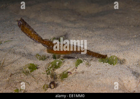 Robuste Geisterpfeifenfische (Solenostomus Cyanopterus), Mimaropa, Philippinen Stockfoto