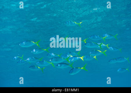 Gelb und Blueback Fusiliers (Caesio Teres), Philippinen Stockfoto