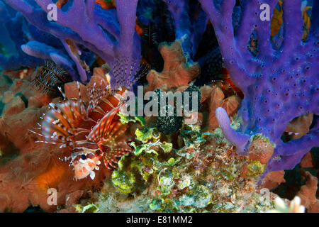 Zebra Turkeyfish oder Zebra Rotfeuerfische (Dendrochirus Zebra) versteckt inmitten von Korallen, Philippinen Stockfoto