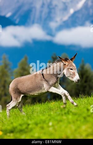 Esel, Mischling, Jährling im Galopp über eine Wiese, Nord-Tirol, Österreich Stockfoto