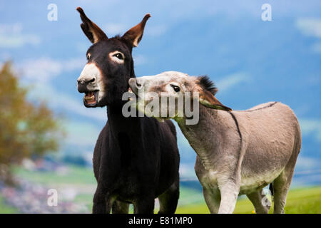 Esel, Mischlinge, zusammen zu spielen, Nord-Tirol, Österreich Stockfoto