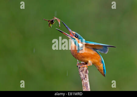 Eisvogel (Alcedo Atthis), junge Frau am Angeln Praxis, mittlere Elbe, Sachsen-Anhalt, Deutschland Stockfoto