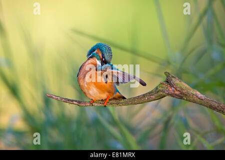 Eisvogel (Alcedo Atthis), putzen männlich, mittleren Elbe, Sachsen-Anhalt, Deutschland Stockfoto