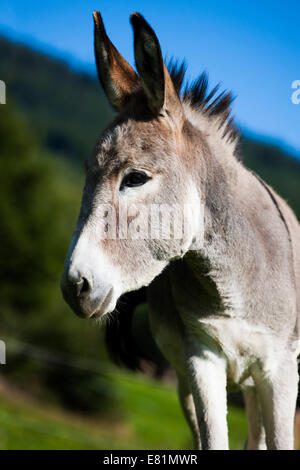 Esel, Mischling, Jährling, Nord-Tirol, Österreich Stockfoto