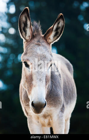 Esel, Mischling, Jährling, Nord-Tirol, Österreich Stockfoto