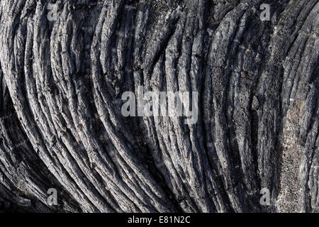 Mycelstränge Lava, natürliches Denkmal Tubo de Volcánico Todoque in der Nähe von Las Mancha, Lavastrom von 1949, La Palma, Kanarische Inseln, Spanien Stockfoto