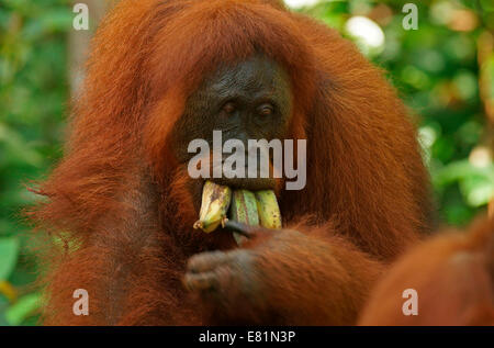 Bornean Orang-Utans (Pongo Pygmaeus), Tanjung Puting Nationalpark, Zentral-Kalimantan, Borneo, Indonesien Stockfoto