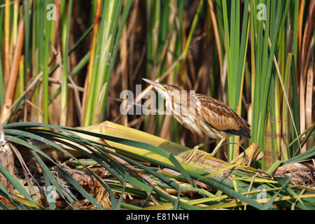 Wenig Rohrdommel (Ixobrychus Minutus), Jungvogel, See Kühnau, Dessau-Roßlau, Sachsen-Anhalt, Deutschland Stockfoto