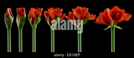 Amaryllis, Blüten in verschiedenen Stadien des Wachstums, von der Knospe bis zur Blüte zu öffnen Stockfoto