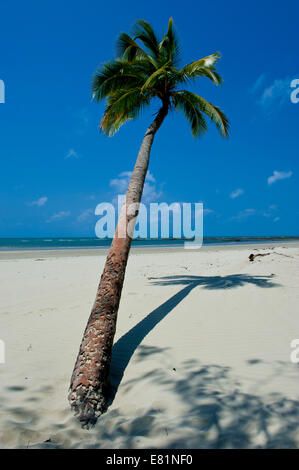 Palm tree, Strand, Cape Tribulation, Queensland, Australien Stockfoto