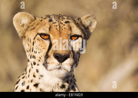 Gepard (Acinonyx Jubatus), Weiblich, Porträt, in Gefangenschaft, Namibia Stockfoto