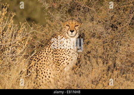 Gepard (Acinonyx Jubatus), Weiblich, in Gefangenschaft, Namibia Stockfoto