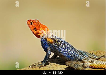 Namib Rock Agama (Agama Planiceps), Namibia Stockfoto