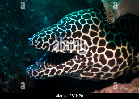 Geschnürt Muräne (Gymnothorax Favagineus), Golf von Oman, Oman Stockfoto