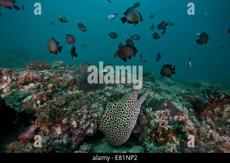 Geschnürt Muräne (Gymnothorax Favagineus), Golf von Oman, Oman Stockfoto