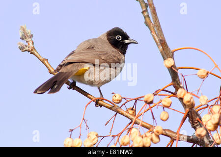 White-brillentragende Bulbul oder gelb ventilierte Bulbul (Pycnonotus Xanthopygos) auf einem Ast, Antalya, Türkei Stockfoto