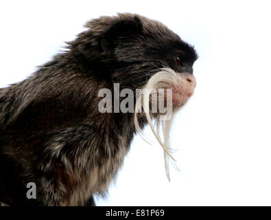 Nahaufnahme von der schnauzbärtige Kaiser Tamarin Affe (Saguinus Imperator) aka Brockway Affe, ursprünglich aus Brasilien, Bolivien & Peru Stockfoto