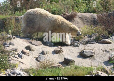Eisbär (Ursus maritimus) Stockfoto