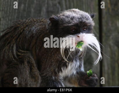 Kaiser Tamarin Affe (Saguinus Imperator) Fütterung auf Gurke, a.k.a. Brockway Affe, stammt aus Brasilien, Bolivien & Peru. Stockfoto