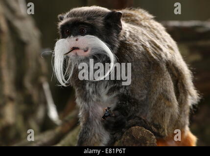 South American Kaiser Tamarin Affe (Saguinus Imperator) doch auf eine Heuschrecke-Snack. A.k.a. Brockway Affe Stockfoto