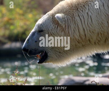 Eisbär (Ursus Maritimus) in Nahaufnahme Profilbildnis, in einer natürlichen Umgebung im Sommer Stockfoto