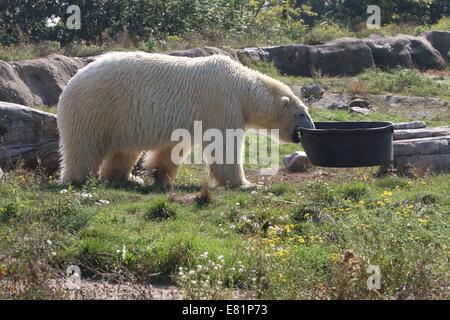 Eisbär (Ursus Maritimus) herum mit einer großen schwarzen Kunststoffwanne im Diergaarde Blijdorp Zoo Rotterdam, Niederlande Stockfoto