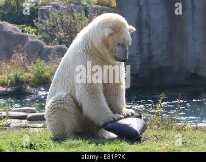 Eisbär (Ursus Maritimus) spielen mit einer schwarzen Kunststoff-Wanne Diergaarde Blijdorp Zoo, Rotterdam, Niederlande Stockfoto